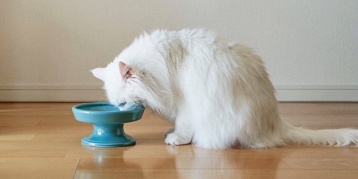 HASAMI FOOD BOWL for PET｜マルヒロオンラインストア